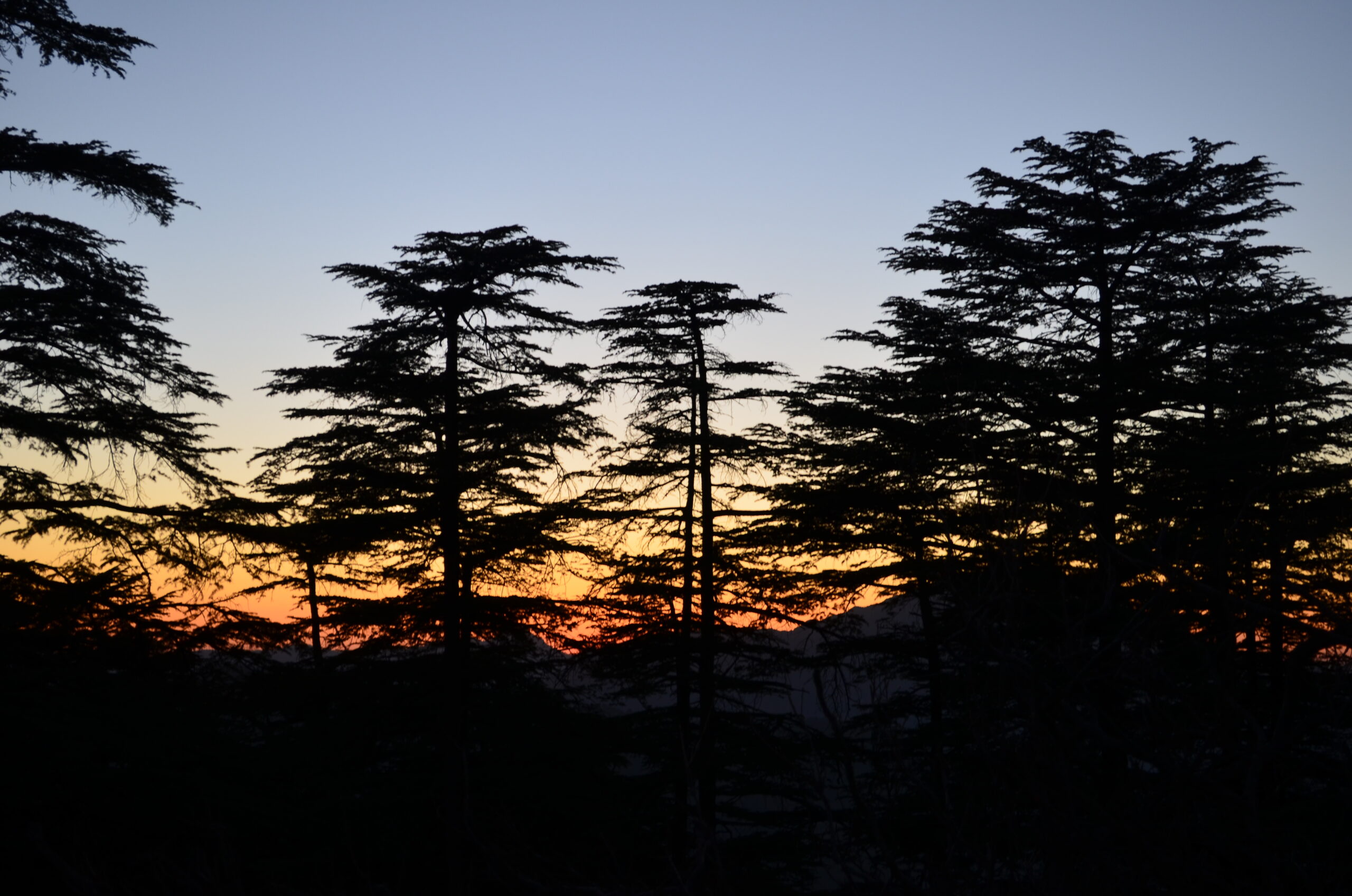 त्रस्त है